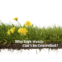 Where Do All The Weeds Come From?