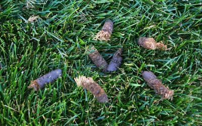 Core Aeration